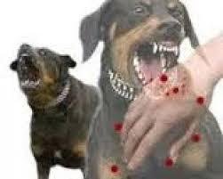 Vaksinasi Rabies di Inhil, Ini yang jadi Target DPKH Riau