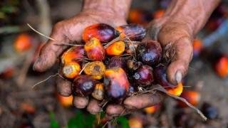 Sektor Sawit di Riau Sumbang 42,7% Total Penerimaan Pajak