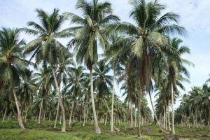 Pekan Ini, Harga Komoditi Perkebunan di Riau Relatif Stabil
