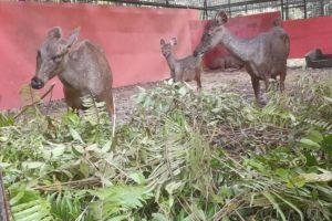 BKSDA Riau Lepasliarkan Empat Ekor Rusa Sambar