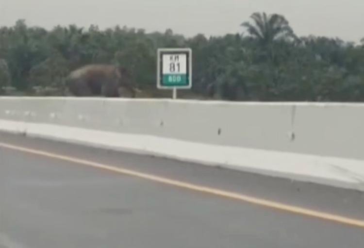 Gajah Seberangi Tol Pekanbaru-Permai, Ini Penjelasan BBKSDA Riau