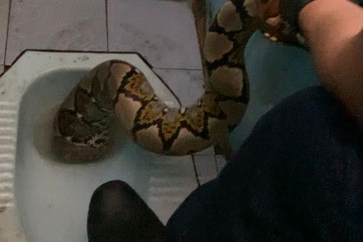 Ular Piton Muncul dari Dalam Kloset, Petugas Damkar Lakukan Evakuasi