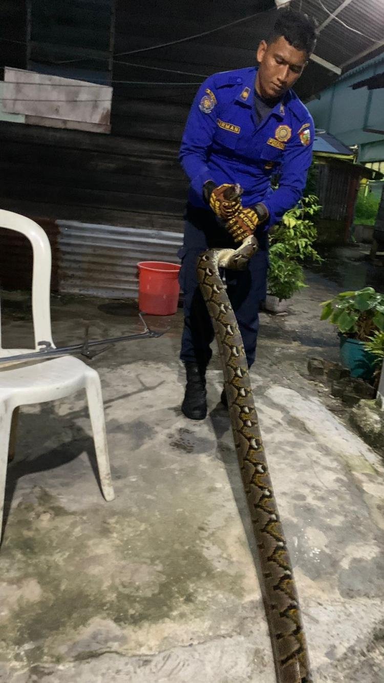 Petugas DPKP Pekanbaru Kembali Evakuasi Ular Piton di Rumah Warga
