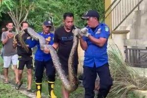 Ular Piton Makan Kambing di Parit Rumah Warga Kepulauan Meranti