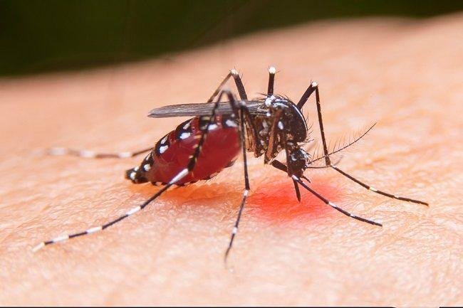 Januari hingga Oktober 1.537 Warga Riau Terserang DBD, 14 Meninggal