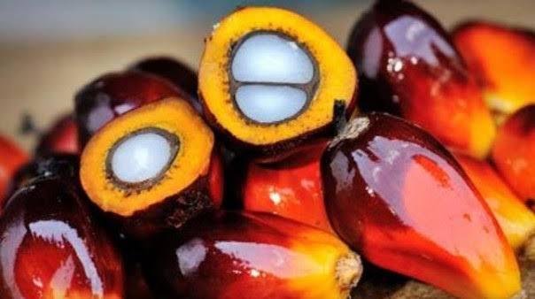 Awal Tahun, Harga Sawit Mitra Plasma di Riau Turun Tipis