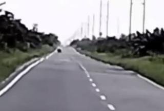 Viral Pemotor Rekam Penampakan Harimau di Buton Siak, Begini Penjelasannya