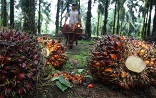 Harga Kelapa Sawit Mitra Swadaya Naik Lagi, Petani Full Senyum