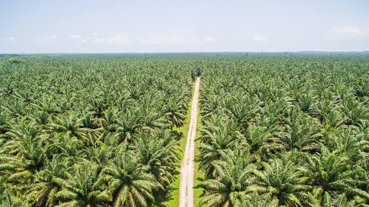 Riau Selesaikan Perhitungan Terkini Luas Perkebunan Kelapa Sawit