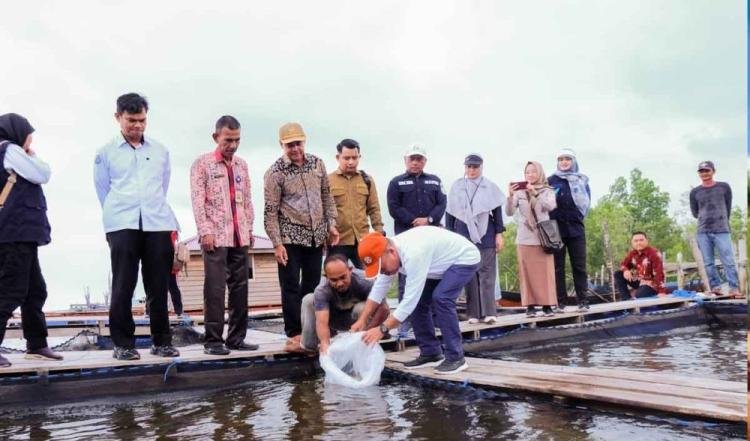 1.000 Benih Kakap Putih Ditebar di Kepulauan Meranti Riau