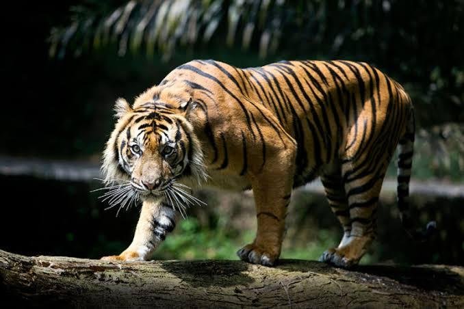 BKSDA Riau Pasang Dua Kamera Trap dan Siapkan Kandang Jebakan Harimau di Siak
