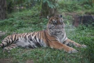 Nyaris Tewas, Kaki Bocah di Siak Ditarik Harimau