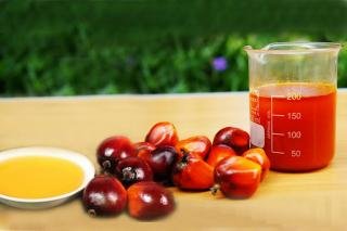 Harga Kelapa Sawit Mitra Plasma Juga Ikut Naik Minggu Ini