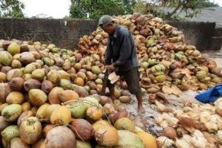 Inilah Daftar Harga Lengkap Komoditi Perkebunan di Riau Minggu Ini