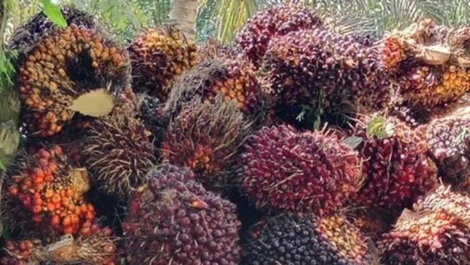 Harga Kelapa Sawit Mitra Swadaya Ikut Naik Minggu Ini