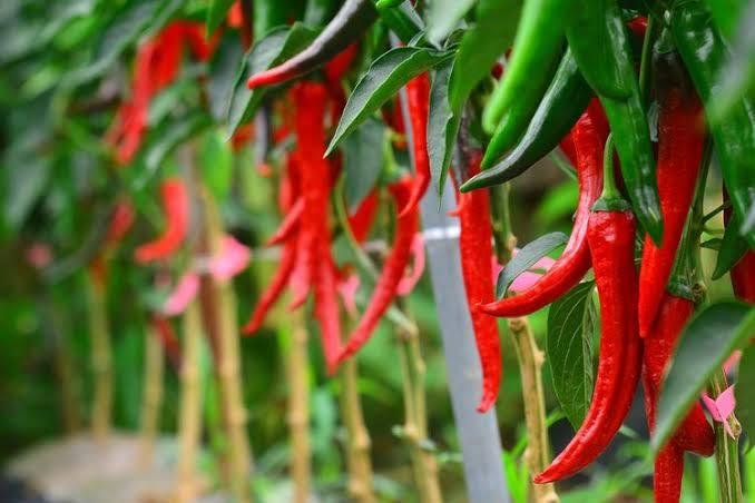 Harga Cabai Merah di Pasar Senapelan Pekanbaru Turun