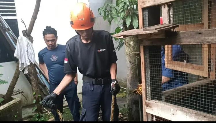 Damkar Pekanbaru Evakuasi Ular Piton Bersarang di Kandang Ayam Warga 