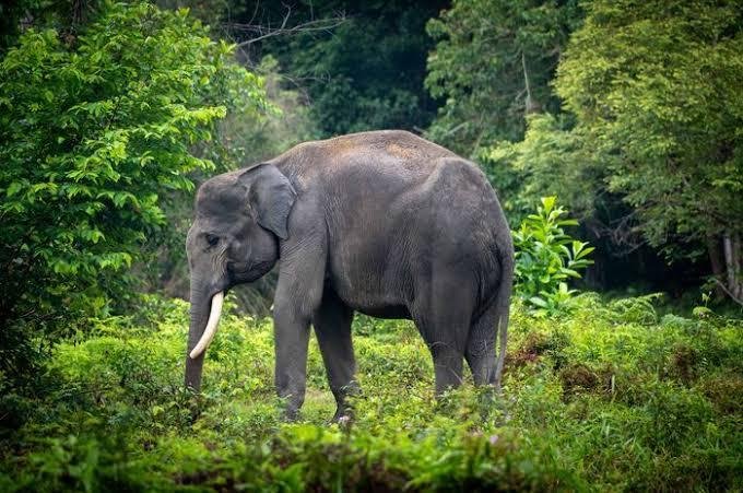 Seekor Gajah Sumatera Serang Warga hingga Punggung Terluka