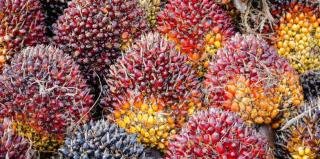 Harga Kelapa Sawit Mitra Plasma di Riau Naik Minggu Ini