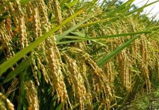 Sentra Padi di Desa Mukti Jaya Rohil Mampu Hasilkan 3.000 Ton Beras