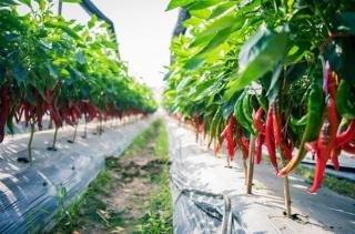 16,5 Hektare Lahan Cabai di Inhil, Siak, dan Kuansing Siap Panen