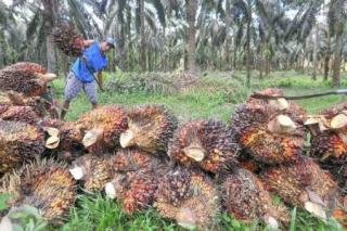 Harga Kelapa Sawit Mitra Plasma di Riau Naik Jadi Rp2.925 per Kg