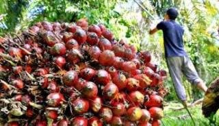 Harga Kelapa Sawit Mitra Swadaya di Riau Naik Menjadi Rp2.835,54 per Kg