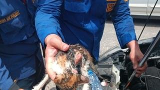 Petugas Damkar Pekanbaru Evakuasi Anak Kucing Dalam Kap Mesin Mobil