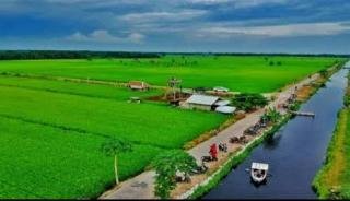Pemerintah Dorong Petani di Bungaraya Siak Tingkatkan Produksi Padi Beras