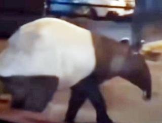 Tapir Masuk Permukiman Penduduk di Pekanbaru, BBKSDA Riau Bertindak