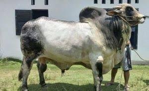 Riau kembali Dapat Sapi Kurban Bantuan Presiden