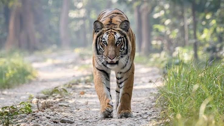 Rahmad Tewas Diterkam Harimau saat Bekerja di Hutan Tanaman Industri