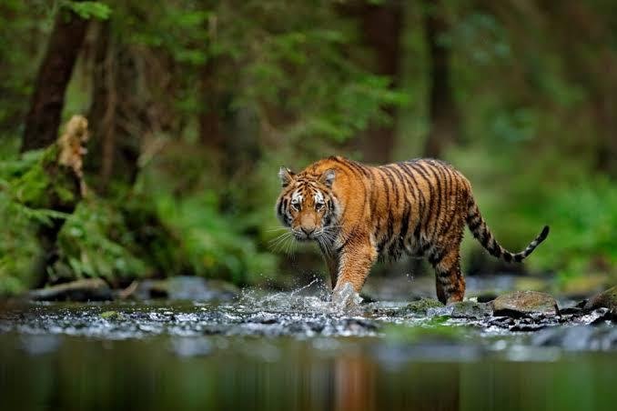 Pekerja PT SPA Tewas Diterkam Harimau, BBKSDA Riau Lakukan Mitigasi