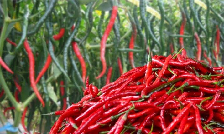 Harga Cabai di Pekanbaru Alami Kenaikan