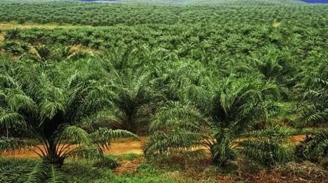 Harga Kelapa Sawit Mitra Plasma Turun Tipis Minggu Ini