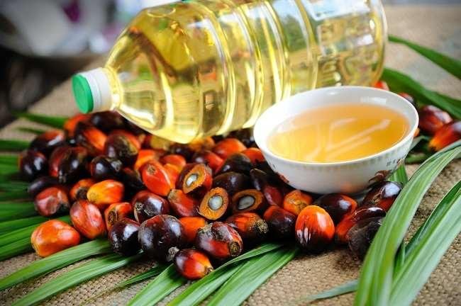 Harga Kelapa Sawit Mitra Swadaya hingga 28 Mei Naik, Ini Daftarnya