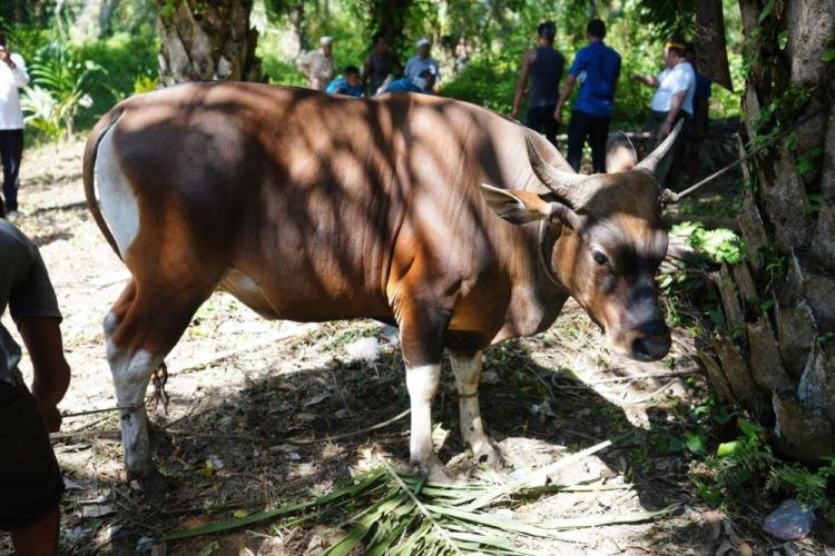 Hewan Kurban dari ASN Pemprov Riau Capai 52 Ekor