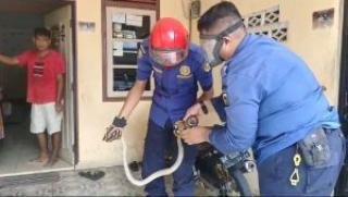 Damkar Pekanbaru Evakuasi Ular Kobra Dalam Bak Mandi Masuk dari Saluran Air