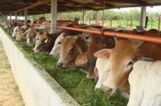 Hewan Kurban ASN Pemprov Riau Sudah Terkumpul 50 Ekor