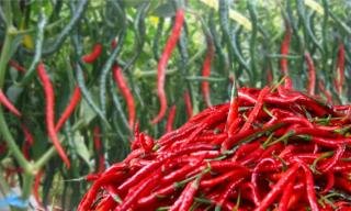 Harga Cabai di Pekanbaru Alami Kenaikan