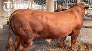 Kabupaten/Kota Diminta Usulkan Sapi Kurban Bantuan Presiden di Riau, Minimal Beratnya 1 Ton