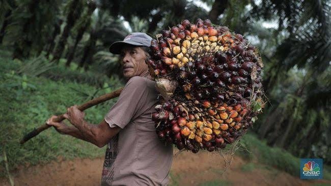 Naik, Kelapa Sawit Mitra Plasma Minggu Ini Dihargai Rp2.942 per Kg