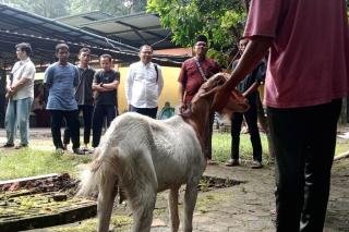 Puluhan Mahasiswa Ikuti Pelatihan Penyembelih Halal Hewan