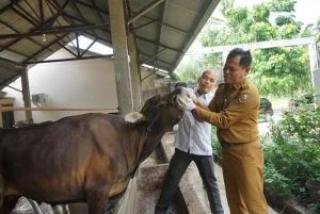 Pemeriksaan Hewan Kurban Jelang Iduladha di Pekanbaru Diintensifkan, Ribuan Ekor Sudah Diperiksa
