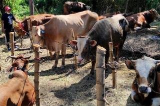 Iduladha 1445 H, 26 Ekor Hewan Kurban Terkumpul dari ASN Pemkot Pekanbaru