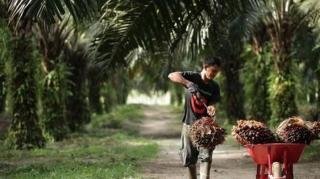 Minggu Ini Harga Kelapa Sawit Mitra Plasma Naik Jadi Rp2.987 per Kg
