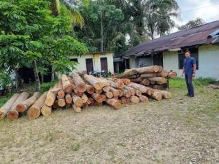 Polres Kampar Sita Puluhan Tual Kayu dari Tiga Sawmill di Kampar Kiri