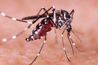 860 Kasus DBD Ditemukan Selama 5 Bulan di Riau, 1 Kasus Meninggal