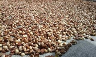 Pinang Kering di Riau Minggu Ini Naik, Dihargai Jadi Rp4.748 per Kg