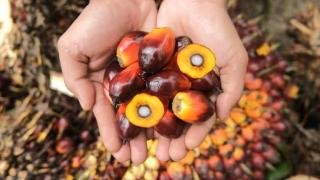 Harga Kelapa Sawit Mitra Plasma Turun Tipis Jadi Rp3.012 per Kg